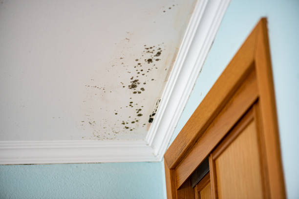 Best Mold Testing  in Aliquip, PA