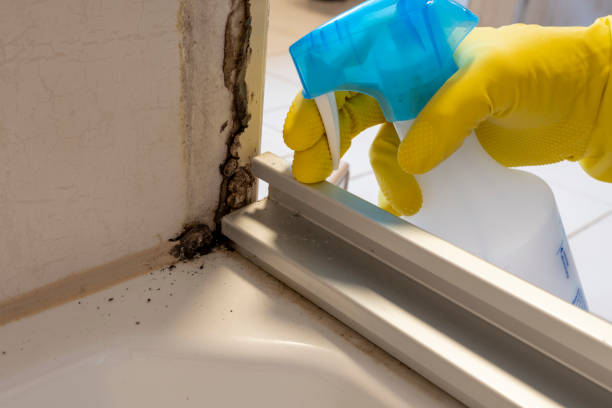 Professional Mold Removal in Aliquippa, PA