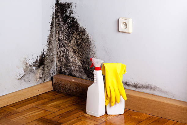 Best Mold Removal Specialists  in Aliquip, PA
