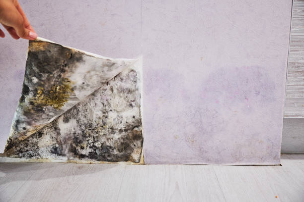 Best Affordable Mold Removal  in Aliquip, PA